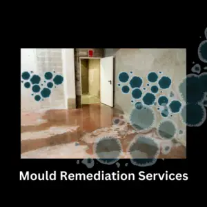 Professional mould remediation and removal service in action